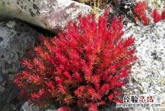 红景天