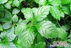 绞股蓝的功效与作用 绞股蓝