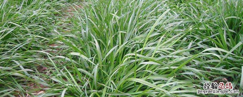 黑麦草是多年生的吗 黑麦草是多年生吗