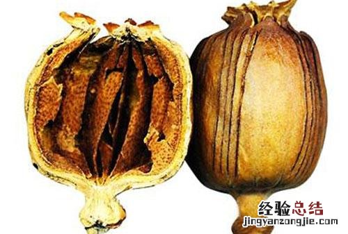 罂粟壳的营养价值