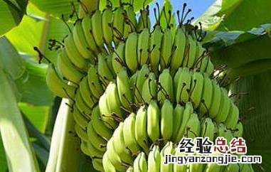 青香蕉怎么快速熟 青香蕉怎么快速熟了