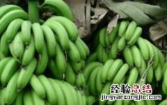 青香蕉怎么快速熟 青香蕉怎么快速熟了