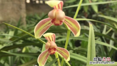 兰花养几年开花 兰花养几年开花结果