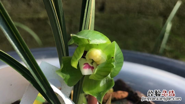 什么兰花最香最好养 什么兰花最香最好养活