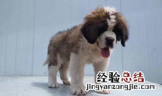 圣伯纳犬能活几年 圣伯纳犬的寿命是多少年