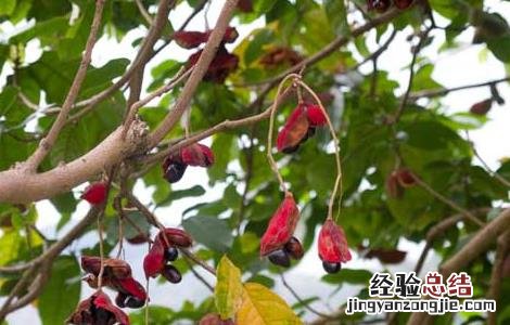 苹婆好吃吗 苹婆怎么吃最好