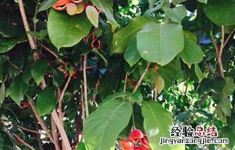 苹婆好吃吗 苹婆怎么吃最好