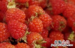 覆盆子酒功效与作用功 覆盆子酒的功效和做法