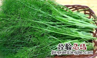 茴香头怎么吃法 怎么吃茴香头