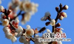 春天有什么代表的标志性事物 春天有什么代表的标志性事物英语