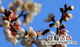 春天有什么代表的标志性事物 春天有什么代表的标志性事物英语