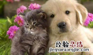 哪些动物是我们的好朋友200字作文 哪些动物是我们的好朋友