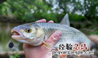 钓鲶鱼的经典挂饵方法 用什么饵最好
