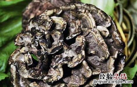 干巴菌菜谱 干巴菌的做法大全