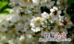 恶魔之花是什么 恶魔之花是什么花