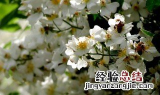 恶魔之花是什么 恶魔之花是什么花
