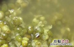 绿豆饮料的家常做法 绿豆饮料的家常做法视频