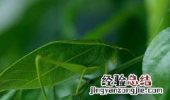 金钟怎么饲养 如何养好金钟(昆虫