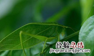 金钟怎么饲养 如何养好金钟(昆虫