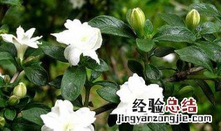六月雪用什么土栽培 六月雪盆景用什么土上盆比较好