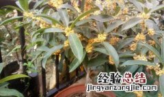 桂花为什么不能栽在家里 桂花怎么栽培