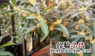 桂花为什么不能栽在家里 桂花怎么栽培