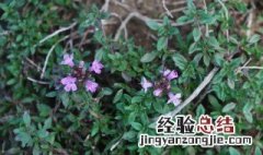 百里香营养成分 百里香的营养价值