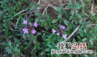 百里香营养成分 百里香的营养价值
