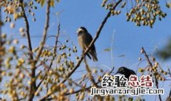 夫妻本是同林鸟下一句是怎么接
