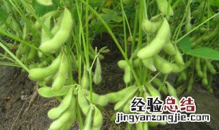 毛豆露天栽培技术 阳台怎么盆栽毛豆?