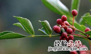 花椒树驱蚊子吗 全球排名第一蚊子最怕的植物