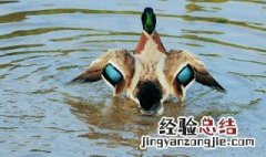 青头鸭和普通鸭的区别 了解一下