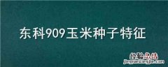 中科909玉米种简介 东科909玉米种子特征