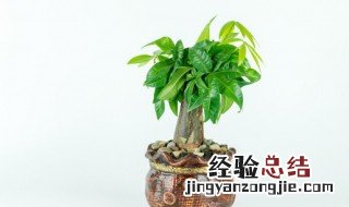 招财又旺宅的植物图片 植物招财又旺宅吗