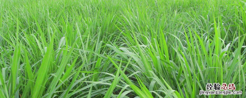 黑麦草是多年生还是一年生 黑麦草是几年生