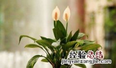 白掌黄叶的原因是什么呢怎么办 白掌黄叶的原因是什么呢