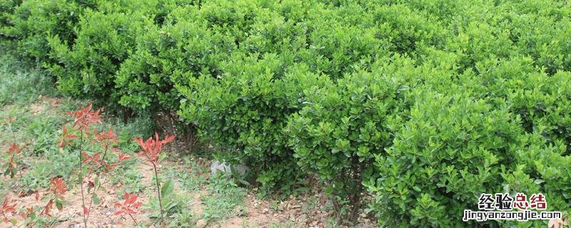 苗木专用除草剂 苗木地除草用什么除草剂