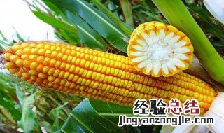 黑龙江玉米种禁售品种 黑龙江玉米种禁售品种简述