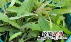 曲麻菜的功效与作用及食用方法 曲麻菜的功效与作用