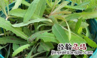 曲麻菜的功效与作用及食用方法 曲麻菜的功效与作用