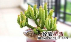 如何解决钱串串黄叶问题 如何解决钱串串黄叶