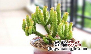 如何解决钱串串黄叶问题 如何解决钱串串黄叶
