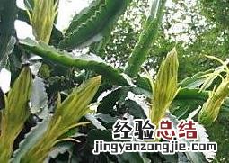 剑花的功效与作用 剑花的功效