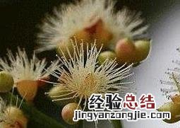 水翁花的功效与作用图片 水翁花的功效
