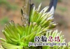 杜仲雄花的功效及用途禁忌 杜仲雄花的功效