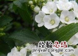 棠梨花的营养价值 棠梨花的营养价值和功效