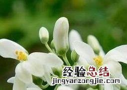 辣木花的功效 辣木花的功效与作用及食用方法