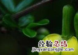 黄芪花的功效 中药黄芪花是什么样
