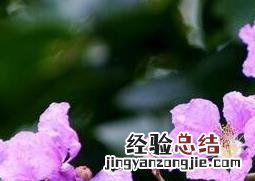 丁香花的功效和作用 丁香花的营养价值