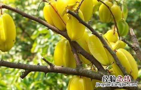 杨桃怎样吃好 杨桃怎么吃最好